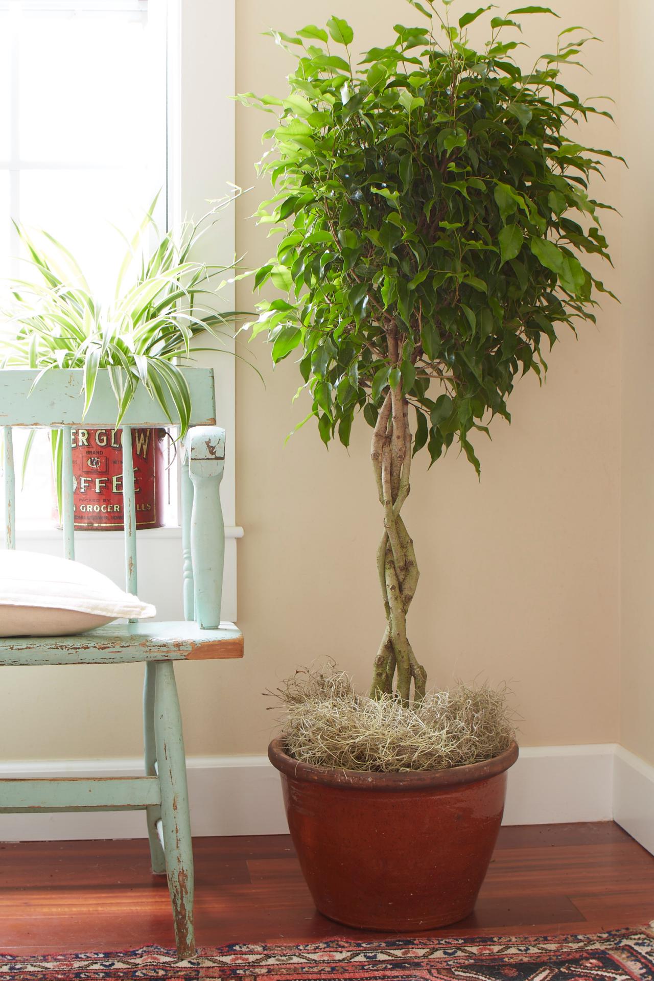 How do you take care of potted fig trees?