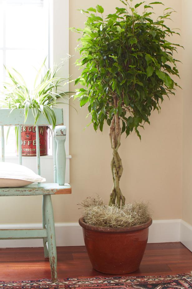 Tips For Caring For Your Ficus Tree HGTV