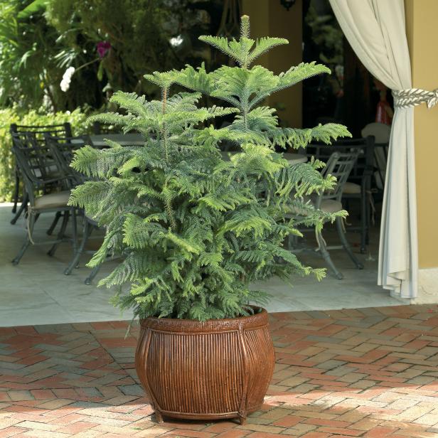 Norfolk Island Pine Norfolk Island Pine