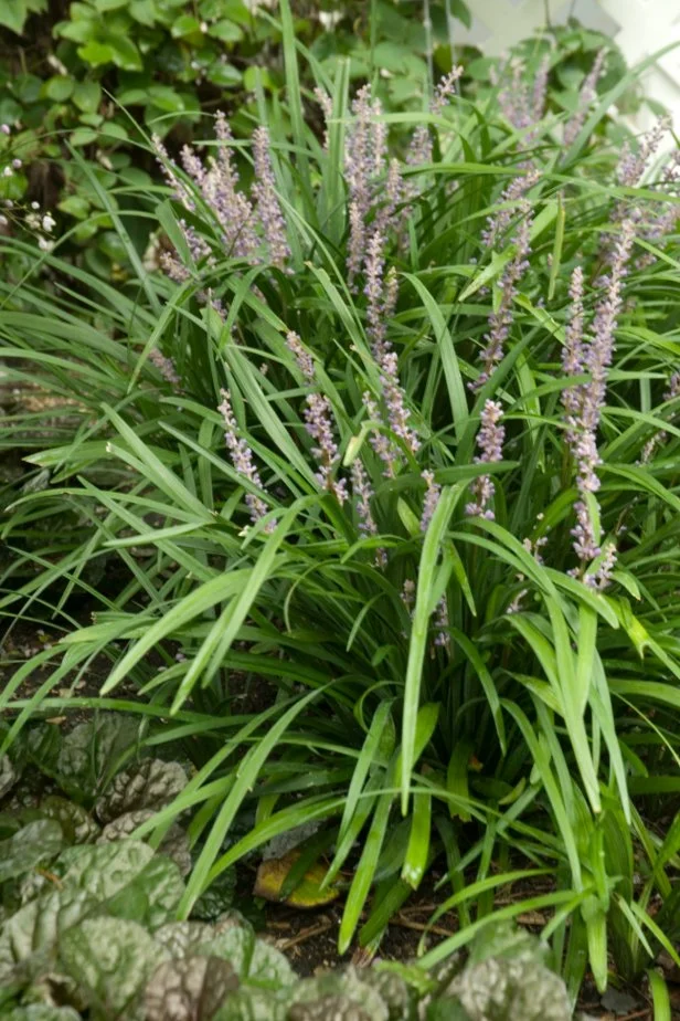 Liriope 'Big Blue'