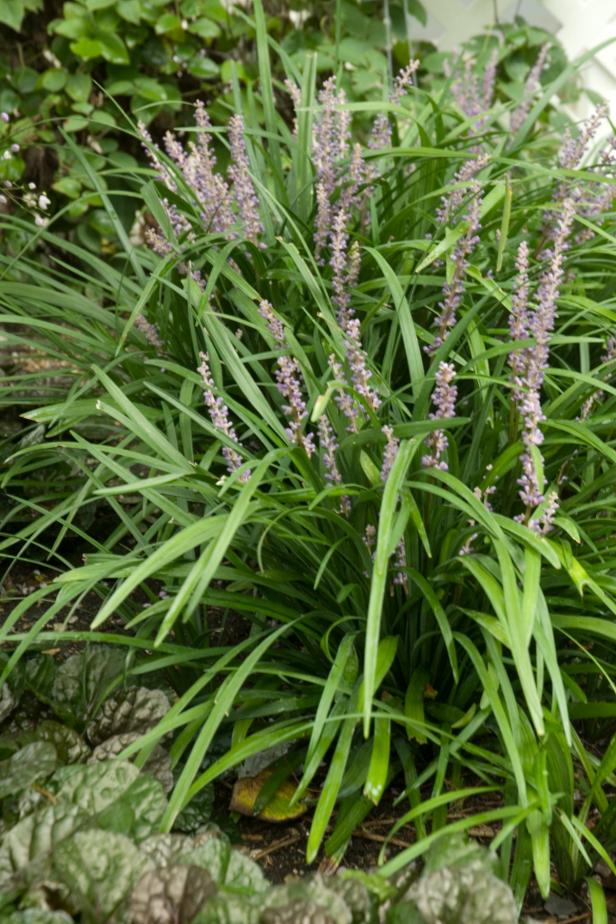 Liriope 'Big Blue' Liriope 'Big Blue'