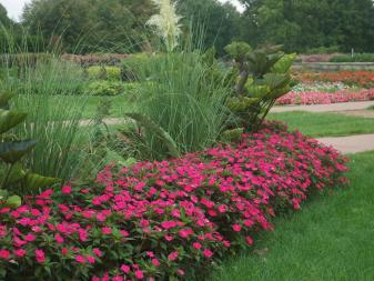 Vigorous Magenta SunPatiens