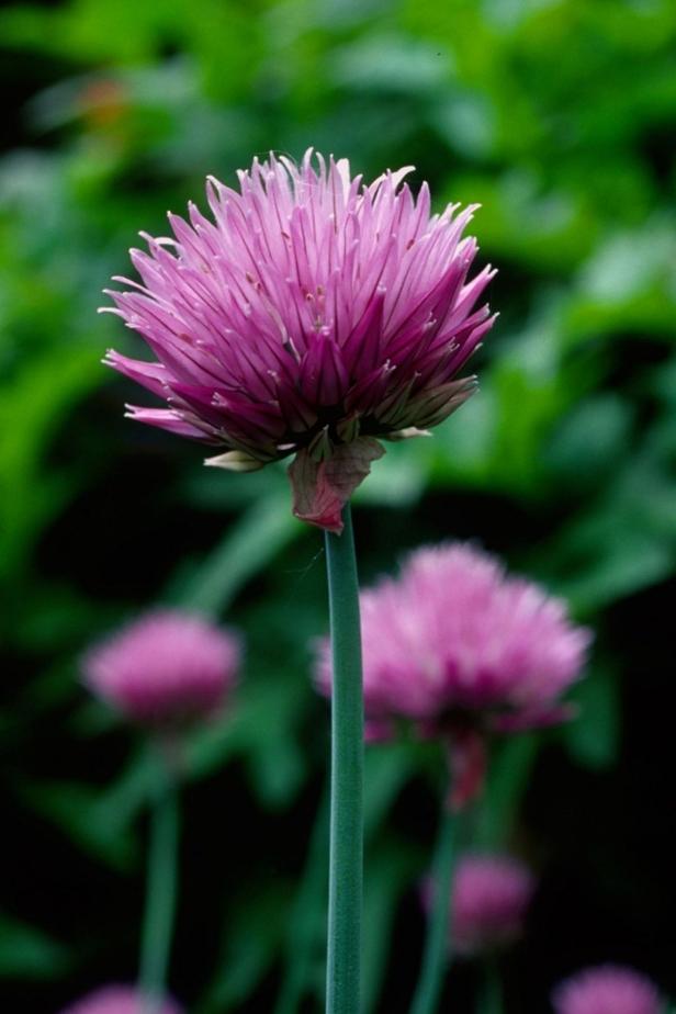 Onion Chive Blossoms Onion Chive Blossoms