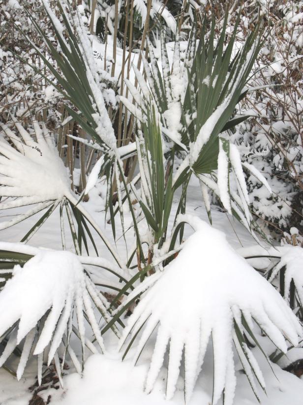 13 Cold Hardy Palm Trees | HGTV