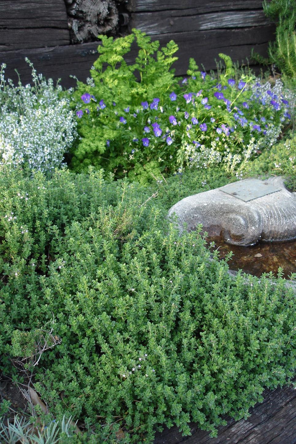 Groundcovers That Stay Green HGTV