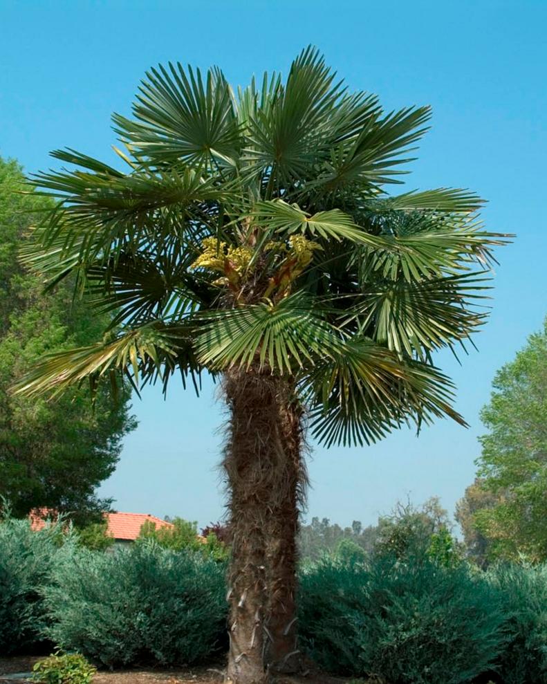 Chusan palm or Chinese windmill palm