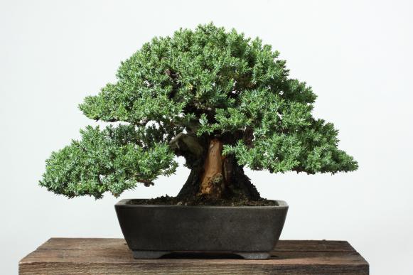 Japanese Garden Juniper Japanese Garden Juniper