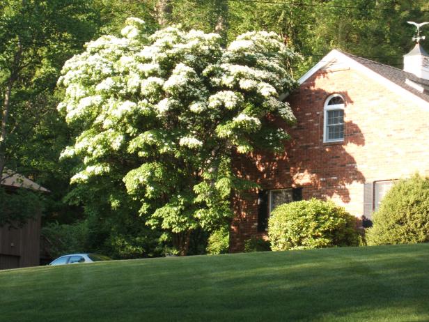 landscapes_that_work_design_01-shade_tree landscapes_that_work_design_01-shade_tree
