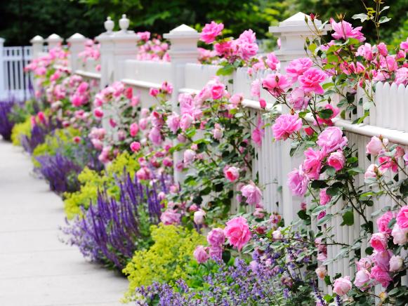 iStock-9999863_combining-plants-roses-salvia-catmint-ladys-mantle-fence_s4x3 iStock-9999863_combining-plants-roses-salvia-catmint-ladys-mantle-fence_s4x3