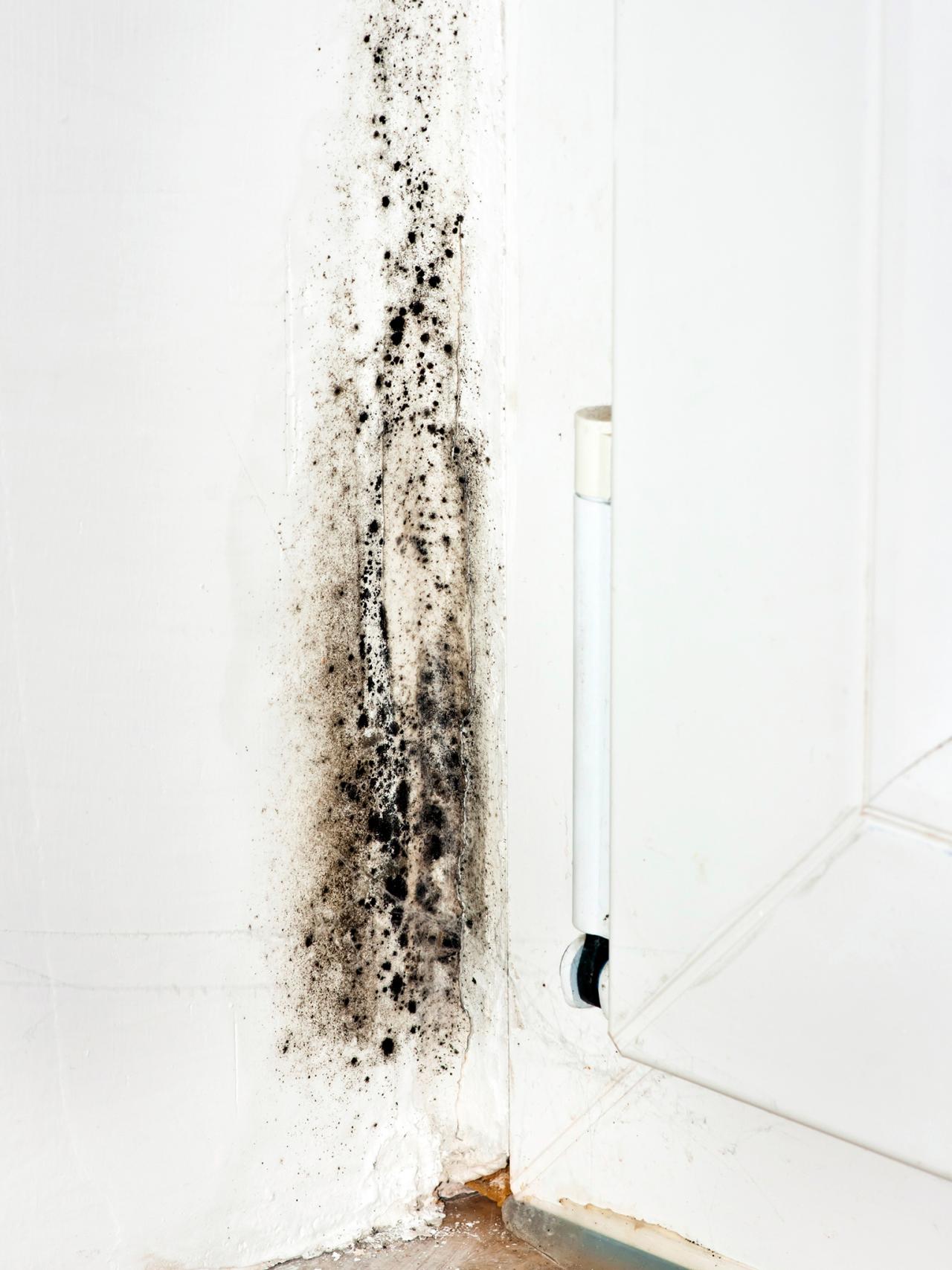 Mold on Walls | HGTV