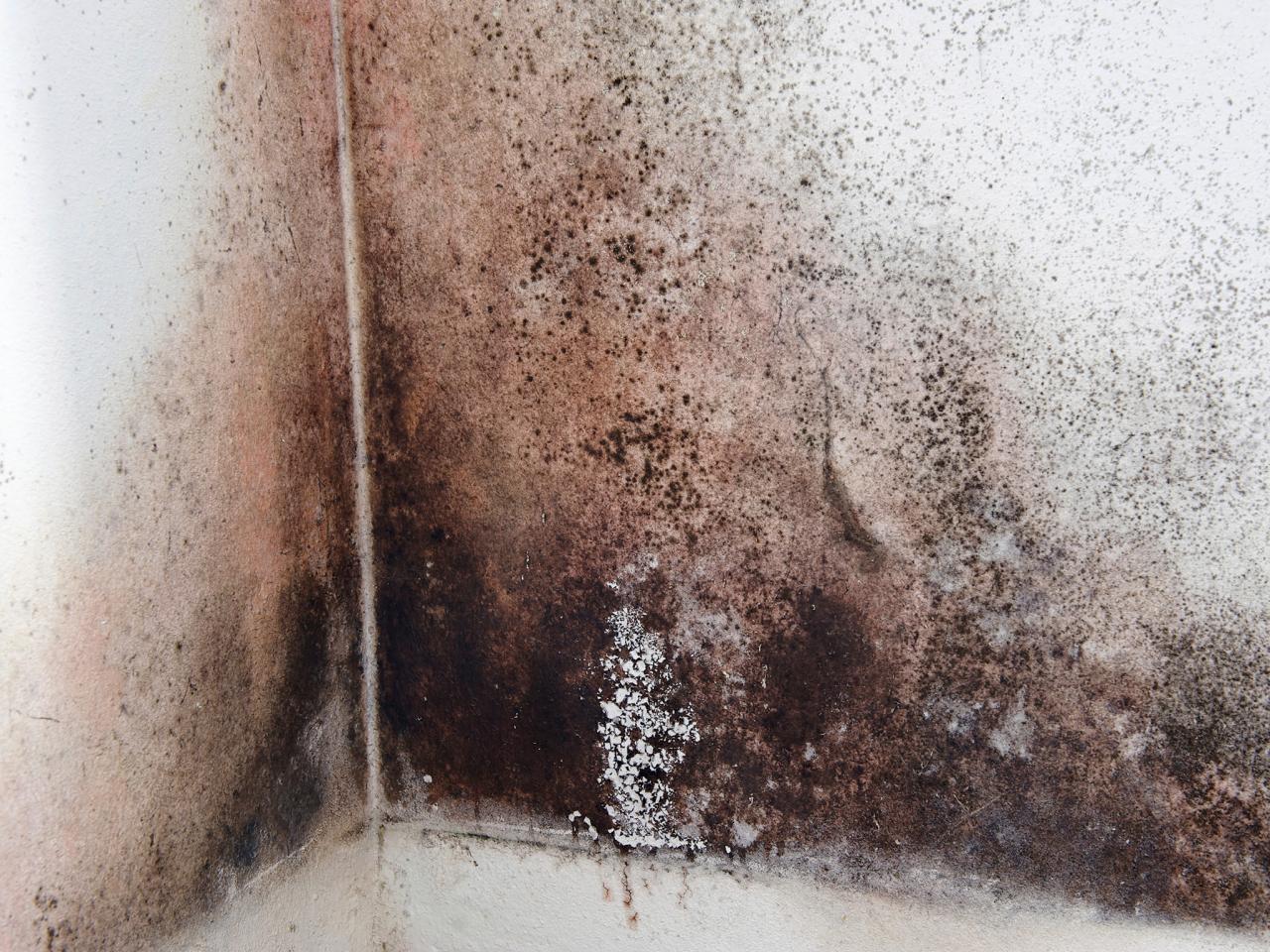 Cleaning Black Mold 80