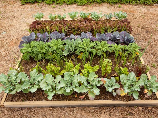 A raised garden bed is filled with cool-season vegetables, including (from front) broccoli, Swiss chard, onions, kale, purple cabbage and red lettuce.