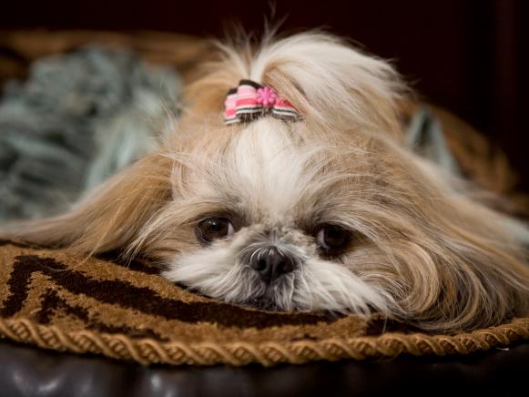 how to a shih tzu to lay bedroom secrets revealed hgtv how to a shih tzu to lay bedroom secrets revealed hgtv