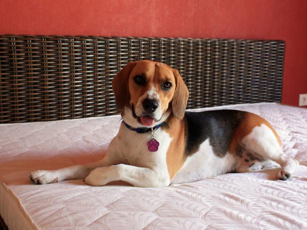Dog Lounging on Mattress Dog Lounging on Mattress
