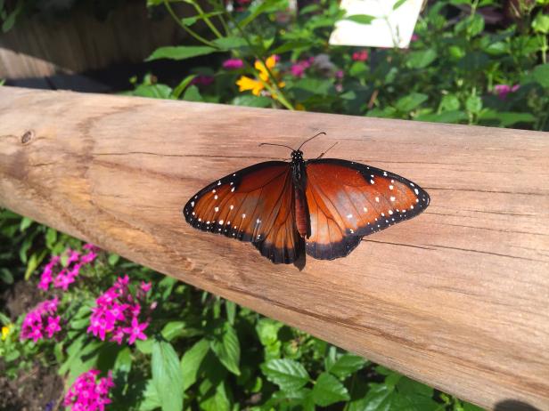 Queen Butterfly Queen Butterfly