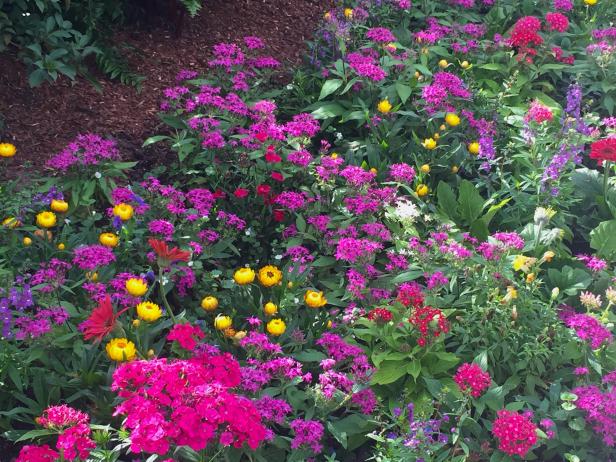Butterfly Garden Flowers Butterfly Garden Flowers