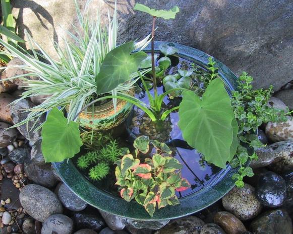 Pond Container Garden Pond Container Garden