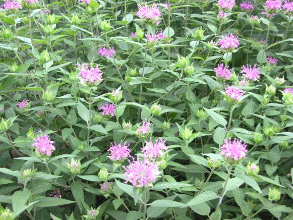midsummer_beebalm midsummer_beebalm