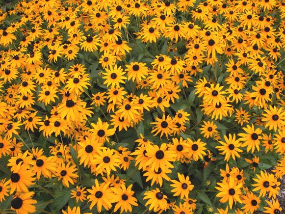 midsummer_blackeyedsusan midsummer_blackeyedsusan