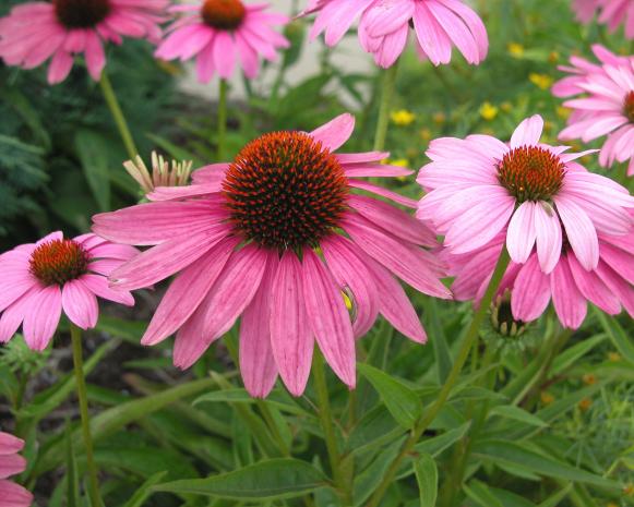 midsummer_coneflower midsummer_coneflower