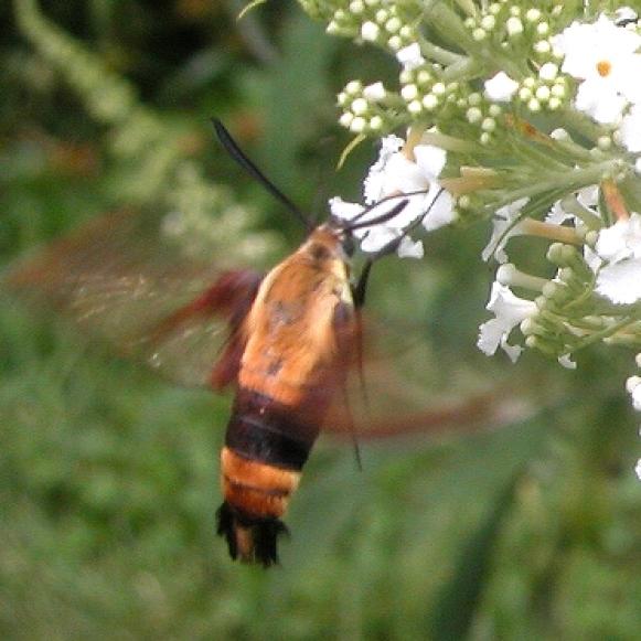 sphinxmoth_clearwing sphinxmoth_clearwing