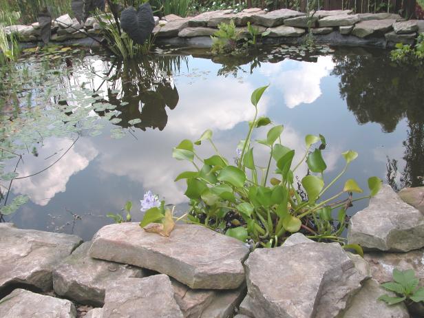 focus_pond focus_pond
