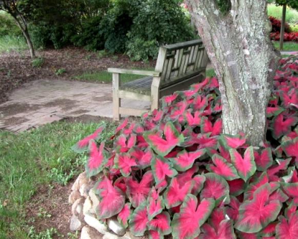 focus_redcaladium_bench focus_redcaladium_bench