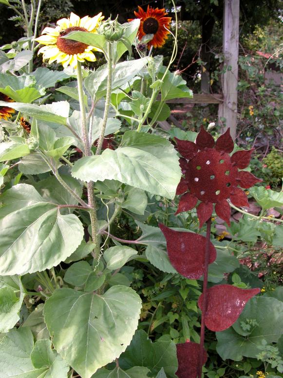 focus_sunflower_sunflowerart focus_sunflower_sunflowerart