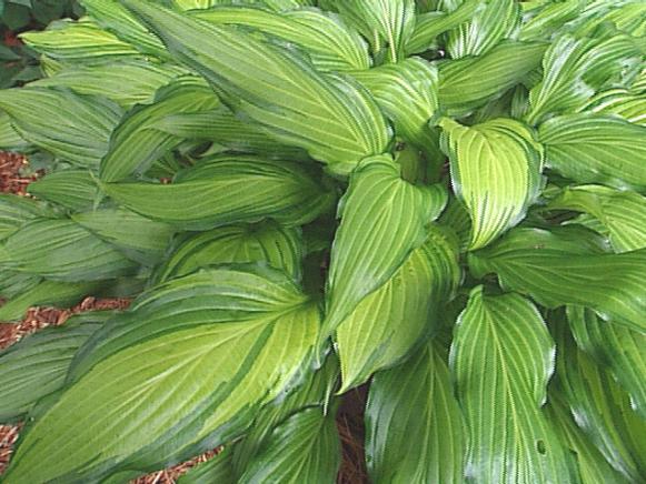 Hosta 'Spritzer' Hosta 'Spritzer'