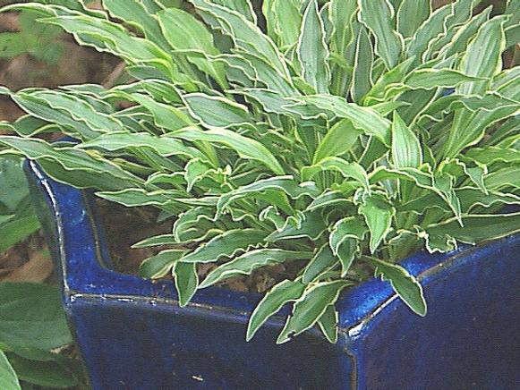 Stiletto Hosta Stiletto Hosta