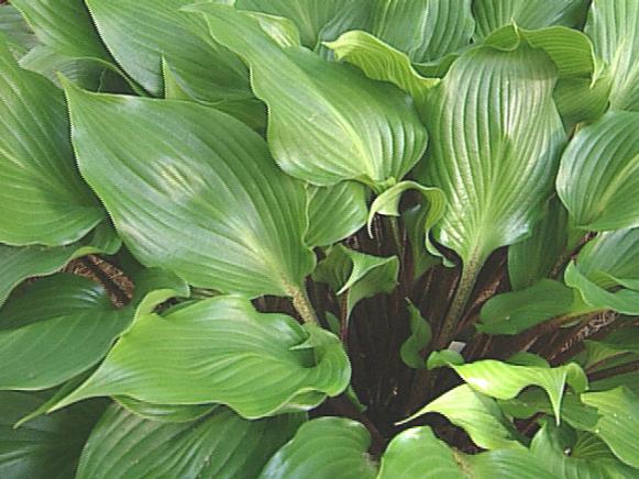 Hosta (Hosta 'One Man's Treasure') Hosta (Hosta 'One Man's Treasure')