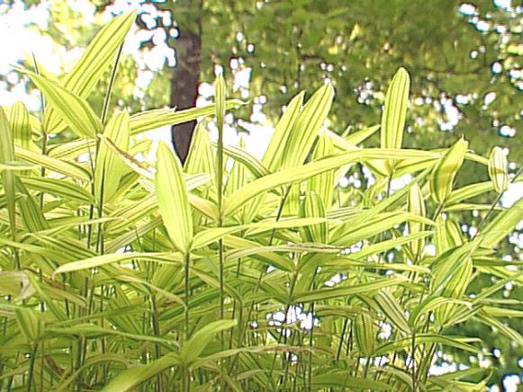 Golden variegated-leaf bamboo (Pleioblastus auricomus or P. viridistriatus) Golden variegated-leaf bamboo (Pleioblastus auricomus or P. viridistriatus)