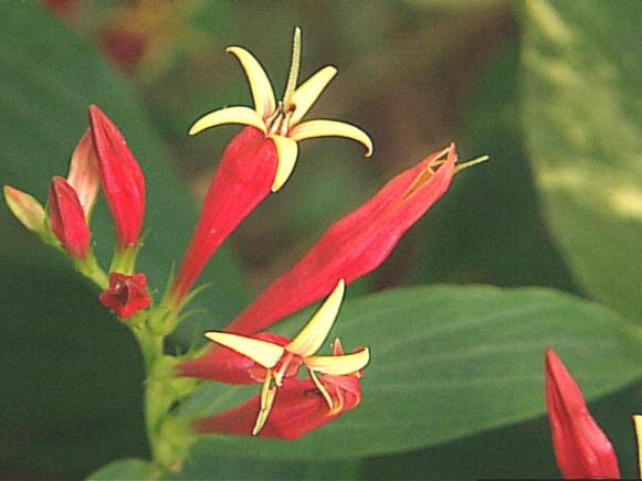 Indian Pink (Spigelia marilandica) Indian Pink (Spigelia marilandica)