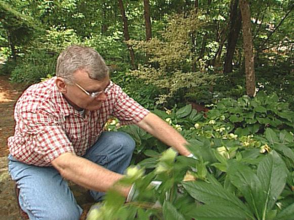 Jack Driskell in his Shade Garden Jack Driskell in his Shade Garden
