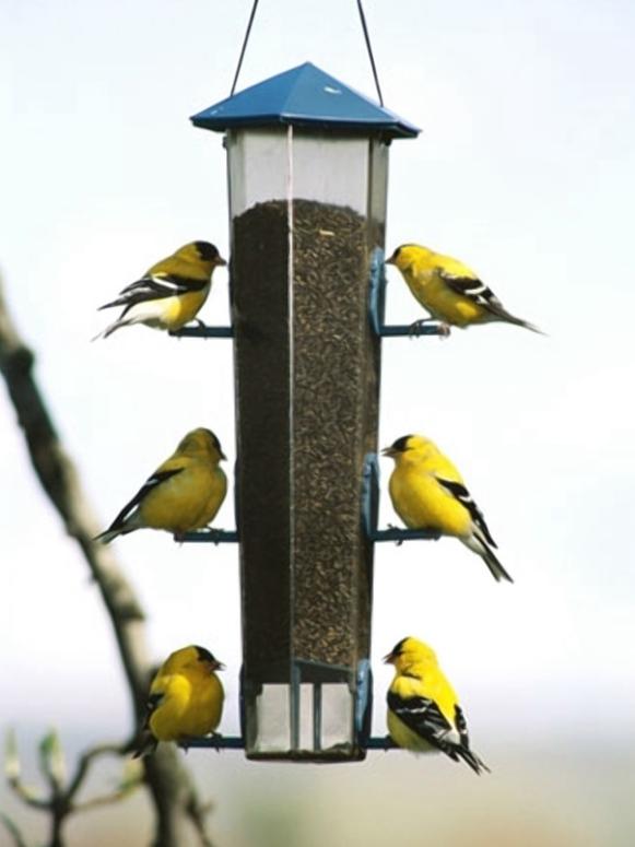 feeding birds in winter to stop or not to stop hgtv feeding birds in winter to stop or not to stop hgtv