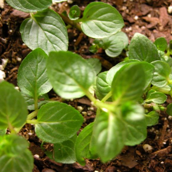 chocolate_chocmint chocolate_chocmint
