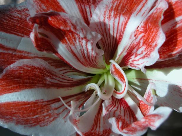 amaryllis_dancingqueen amaryllis_dancingqueen