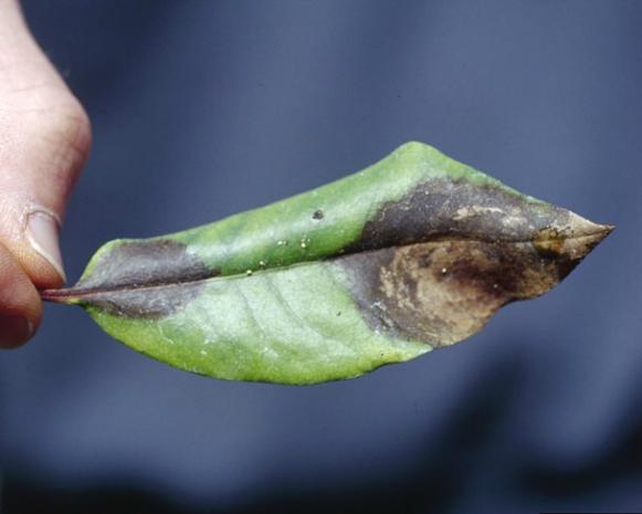 bug_sudden_oak_death_leaf bug_sudden_oak_death_leaf