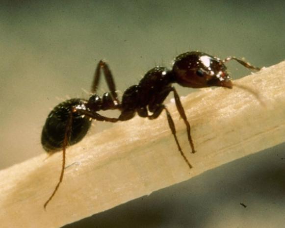 bug_fireant bug_fireant
