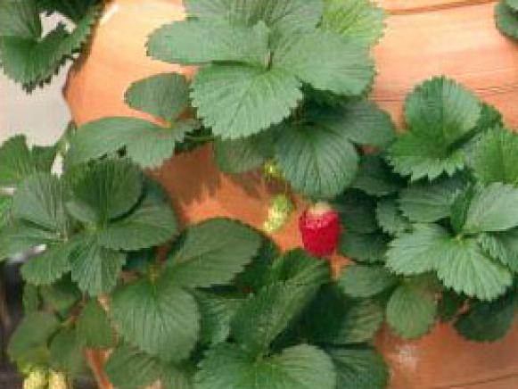gby1005_2a_strawberries gby1005_2a_strawberries