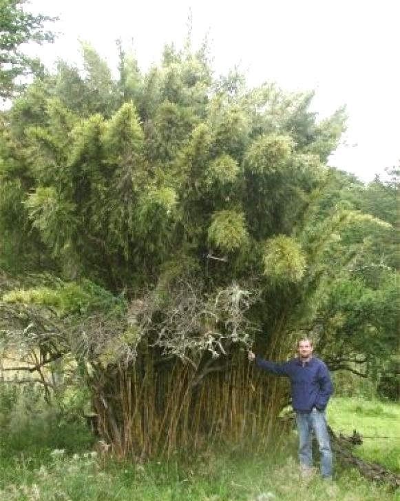 bamboo_Chusquea_Chile bamboo_Chusquea_Chile