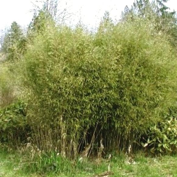 bamboo_Fargesia_nitida_clump bamboo_Fargesia_nitida_clump