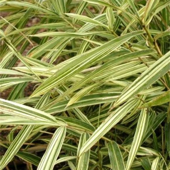 bamboo_Pleioblastus_fortunei bamboo_Pleioblastus_fortunei