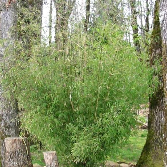 bamboo_borinda_angustissima bamboo_borinda_angustissima