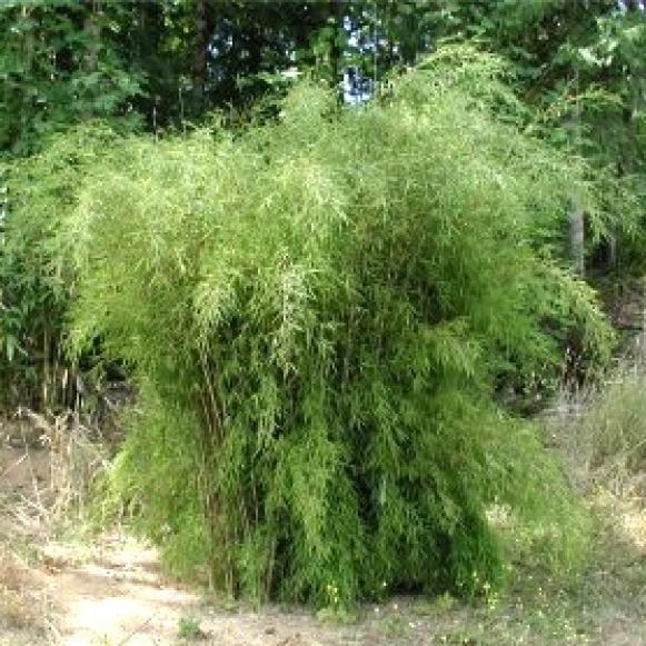 bamboo_fargesia_nitida_Nymphenburg bamboo_fargesia_nitida_Nymphenburg
