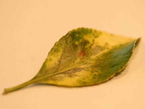 scale_yellowleaf scale_yellowleaf