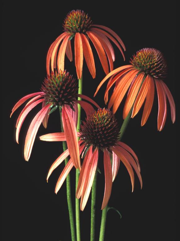natives_Echinacea_meadowbrite natives_Echinacea_meadowbrite