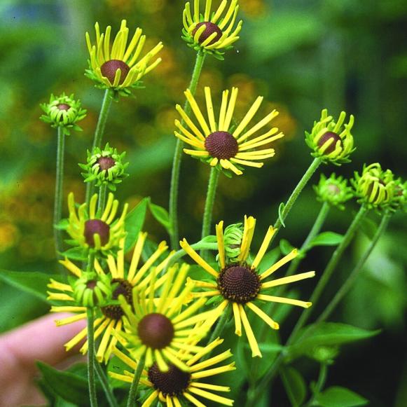 natives_Rudbeckia_henry_eilers natives_Rudbeckia_henry_eilers