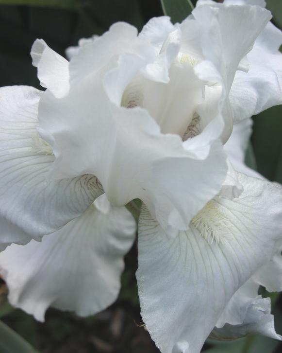 rebl_iris_white rebl_iris_white