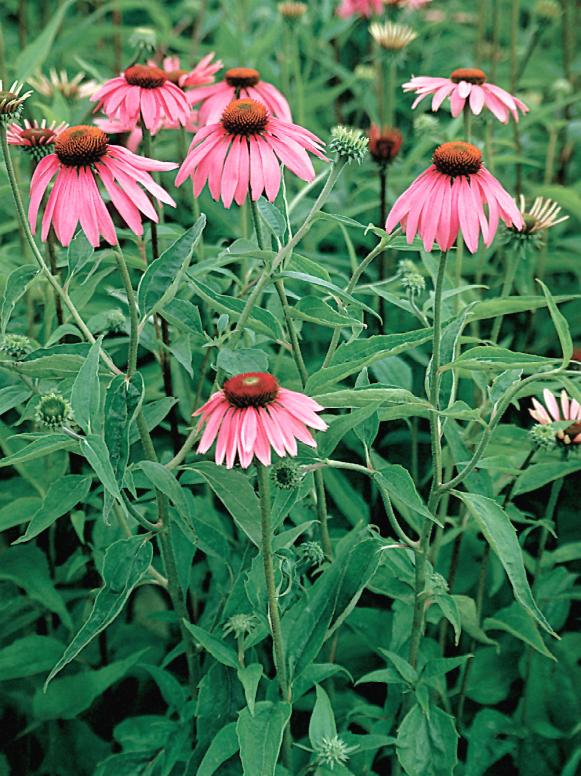 natives_echinacea_BrightStar natives_echinacea_BrightStar